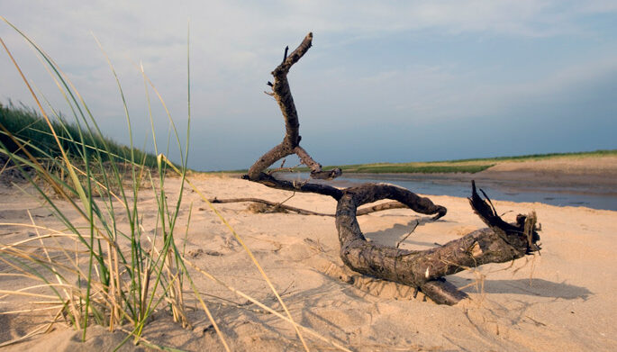 drift_wood_lincolnshire_beach