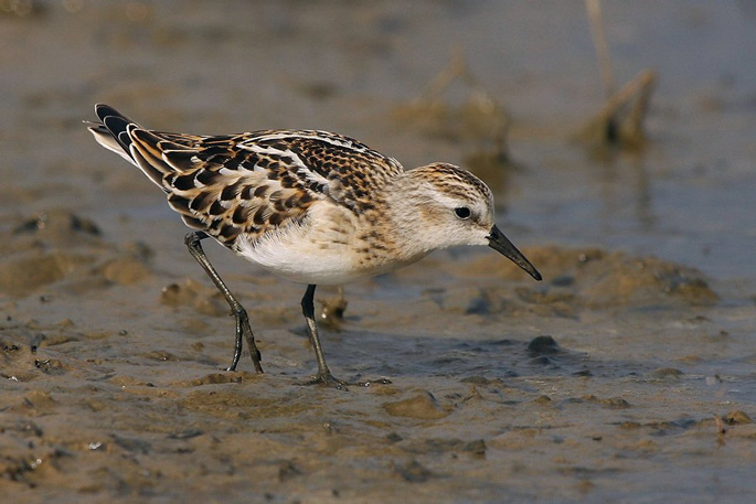 Birdwatching on the East Coast of England